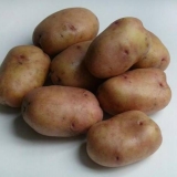 Krompir bijela ruža